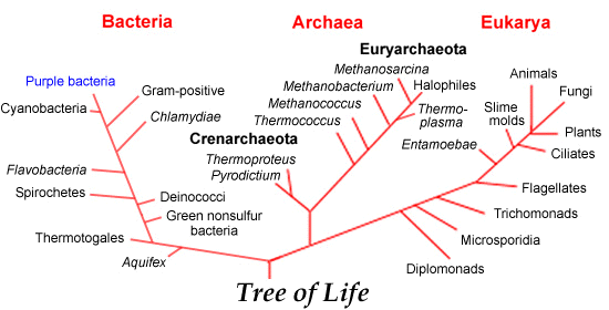 Tree of Life