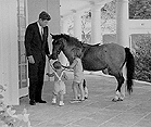 Picture of the Kennedy's pony  Macaroni